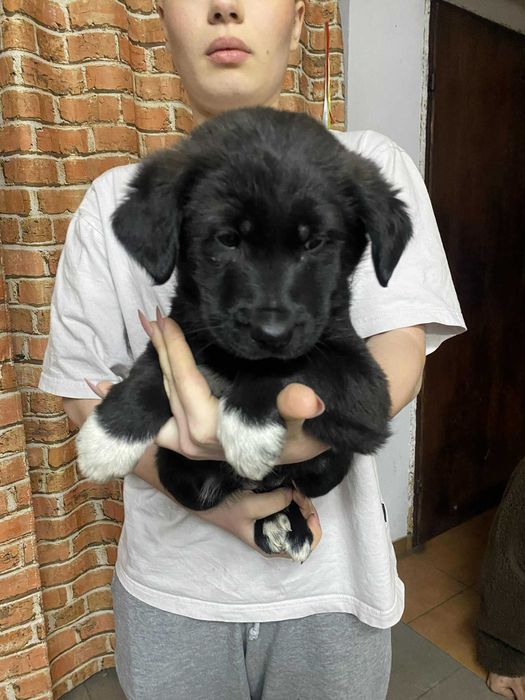 Kochane szczeniaczki