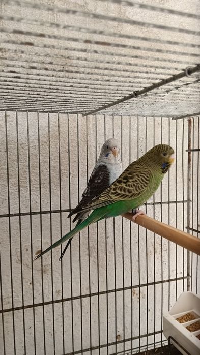 Blackfaces e doubleblacks