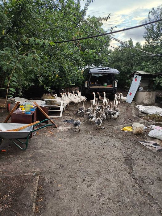 Продам бройлеров -гусей  ,гусиное яйцо -куриное яйцо