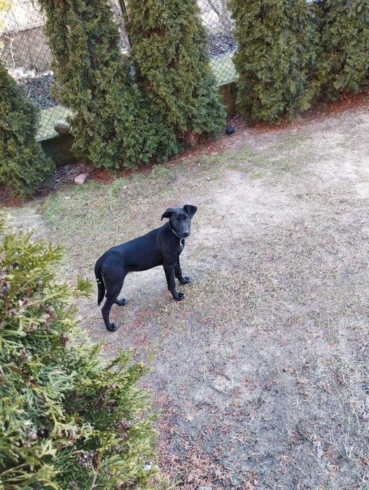 Szukamy 
właściciela psa!