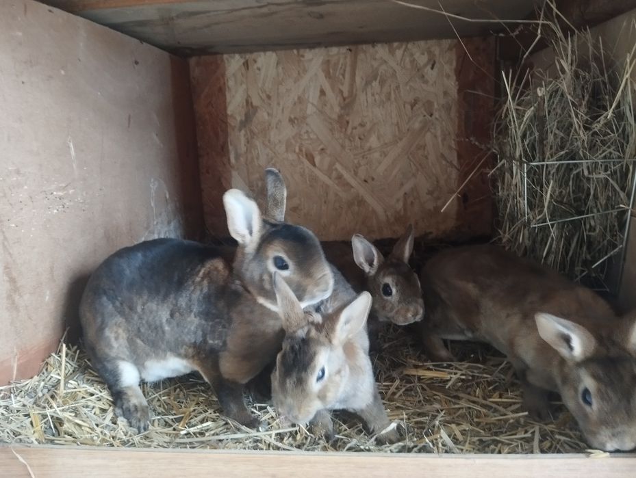 Karzełek kastorex/castorex, króliki miniaturki