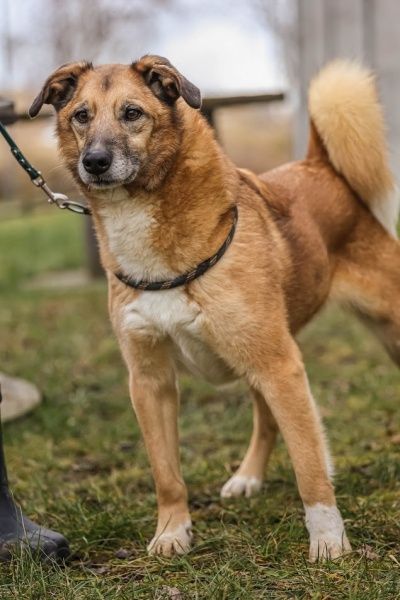 Sparky czeka na domek!