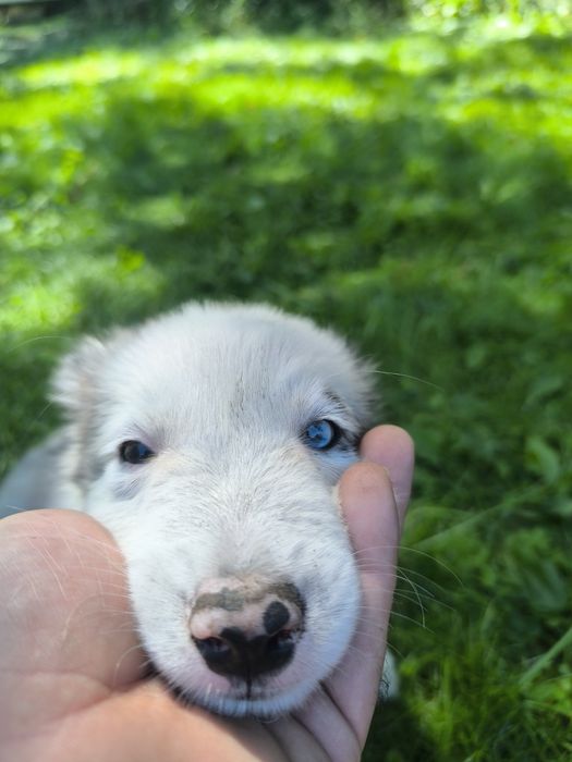 Border colie piesek blue merle