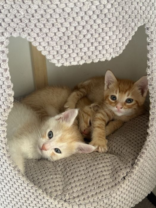 Кошенята безкоштовно