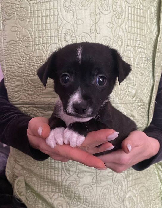 Щенки в хорошие руки. Мама породы Джек Рассел.