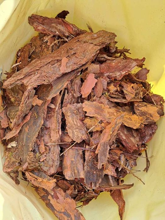 Kora sosnowa średnia Mosina PROMOCJA