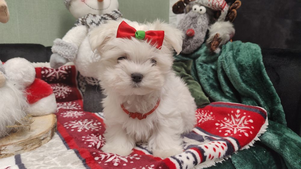 Maltańczyk przepiękny chłopczykZKwP/FCI