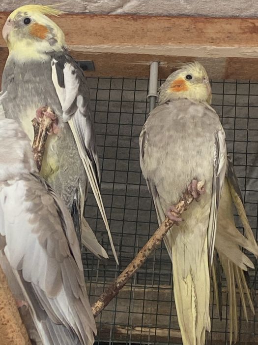 sprzedam młode nimfy