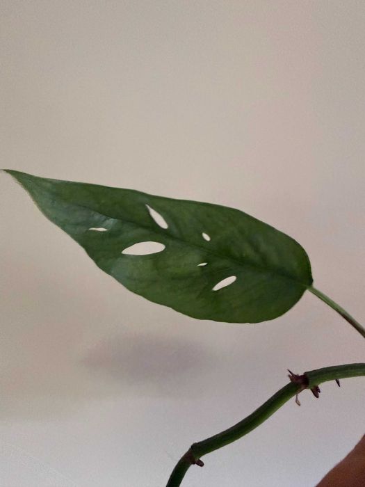 Planta E. Cebu Blue
