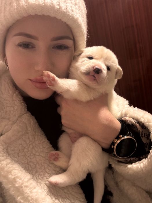 Цуценята хаскі,снігові ведмедики