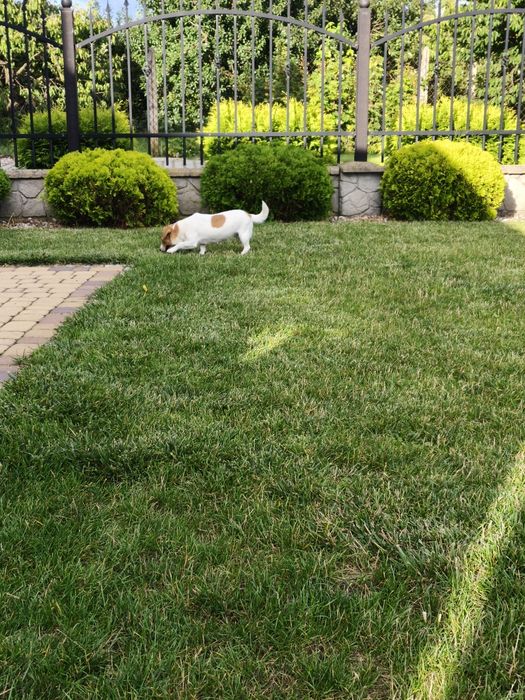 Sunia Jack Russell Terrier