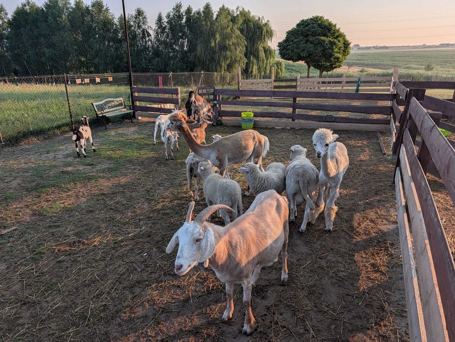 Mleko kozie z farmy alpak w Zabrzu Grzybowicach