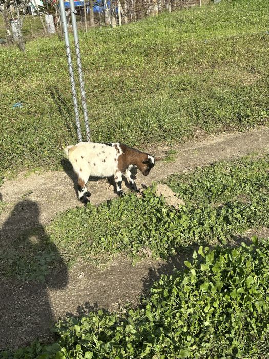 Cabritas anas  de quinta