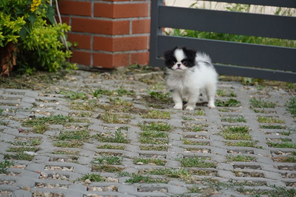 Chin japoński spaniel japoński nie shih tzu FCI
