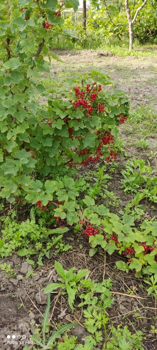 Продам участок 10 сотк "Соловьиная роща"