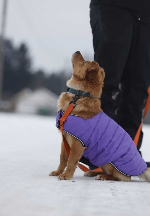 Malik- piękny psiak szuka domu