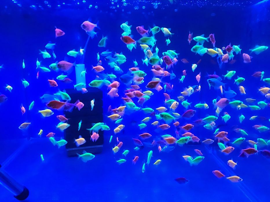 Тернеція GLOFISH