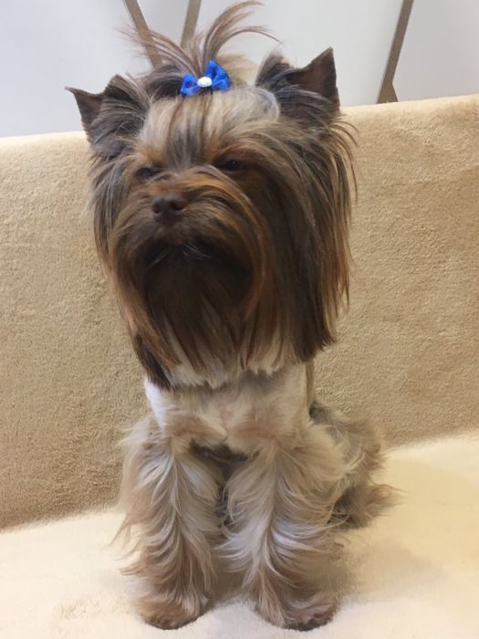 Шоколадный йорк на вязку!