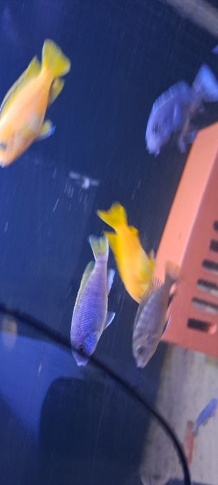 Pyszczak Pseudotropheus acei (pyszczak złotopłetwy)