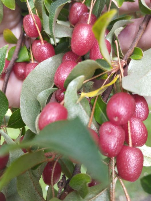 Гумі жимолость фундук ірга