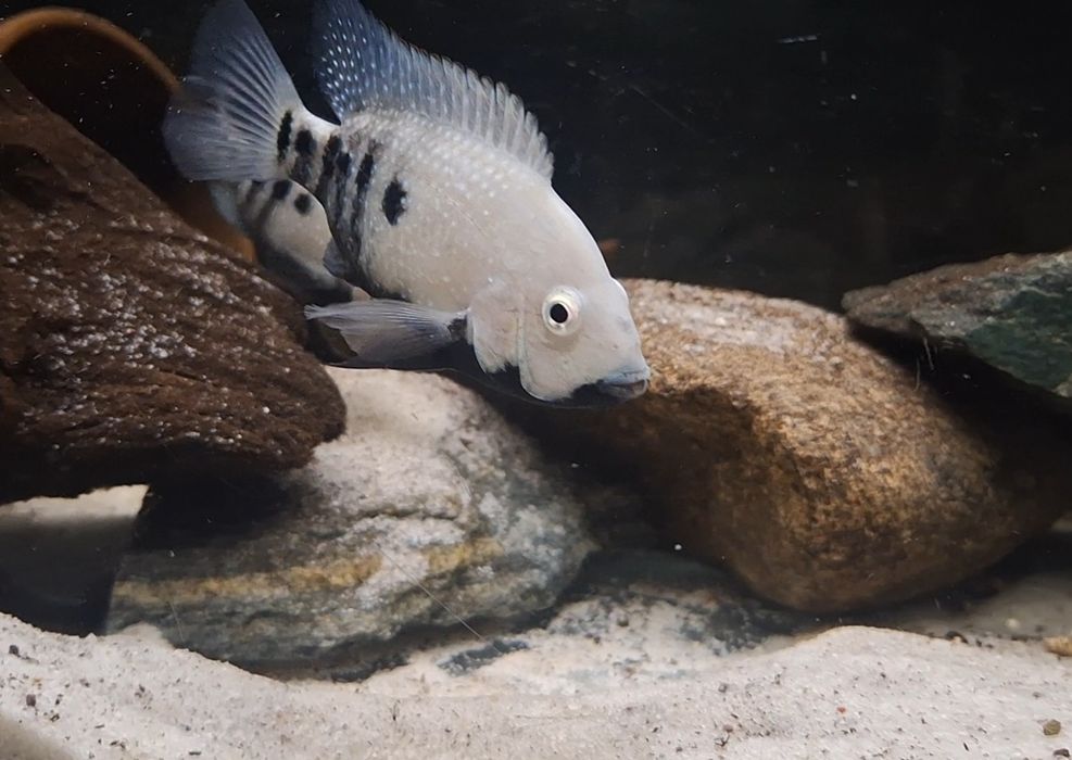 Pielęgnica Herichthys Tamasopoensis