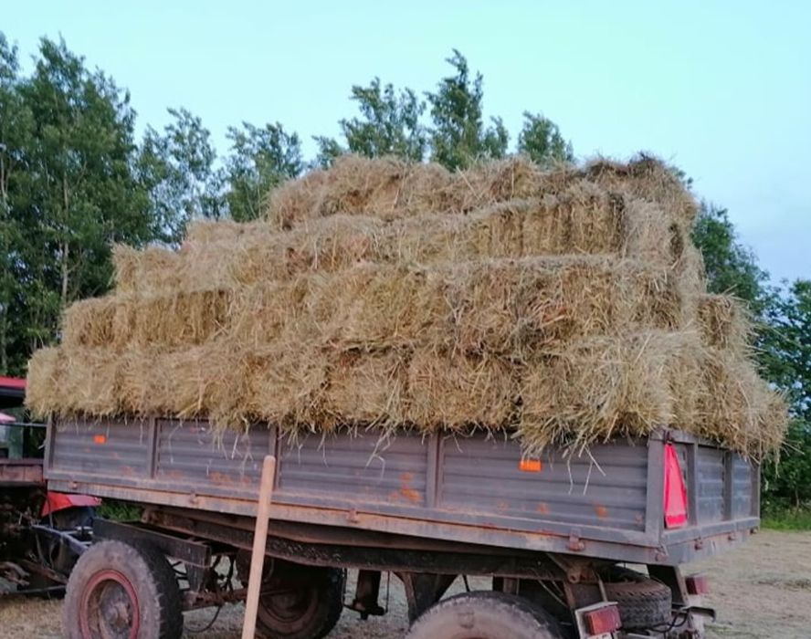 Siano w kostkach