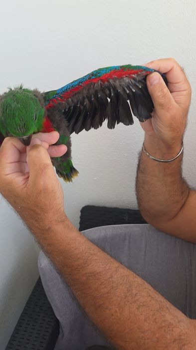 Papagaio Ecletus macho , para criar á  mão.