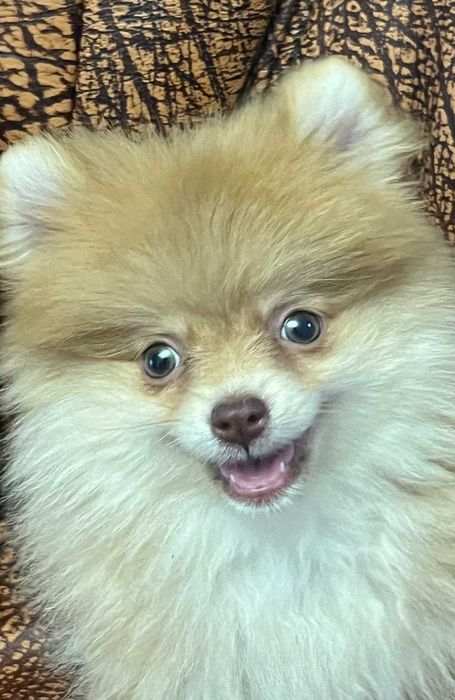 Шпиц кобель 3 месяца