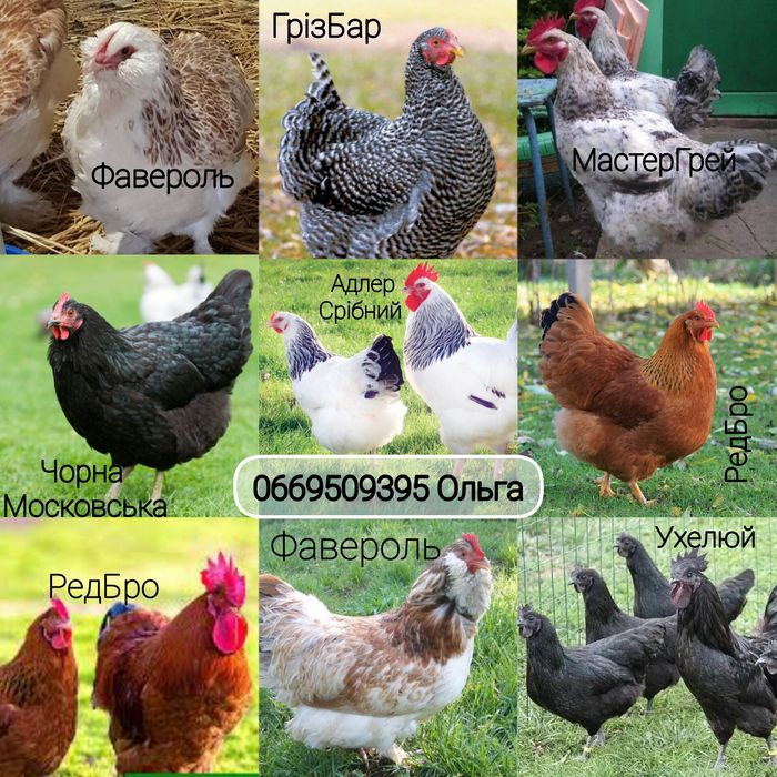 Опт інкубаційне яйце м'ясо-яєчний мікс