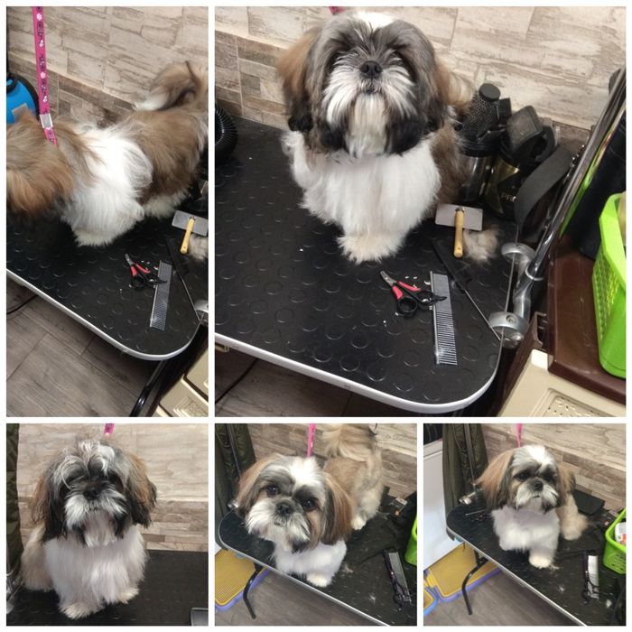 Стрижка(груминг)малых и средних пород собак.В г.Городня. .