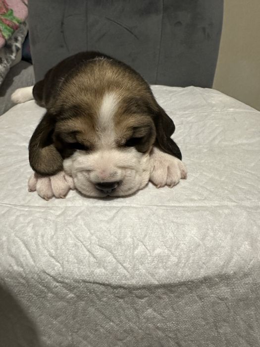 Продам цуценят Бігль