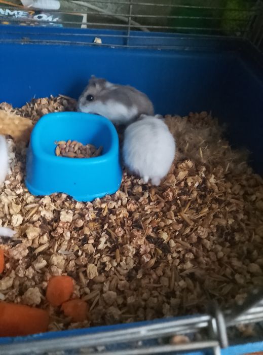 Джунгарские хомячки