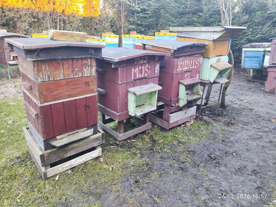 Ule drewniane ul pasieka