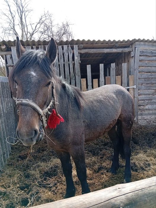 Продам жереба 2,5 роки