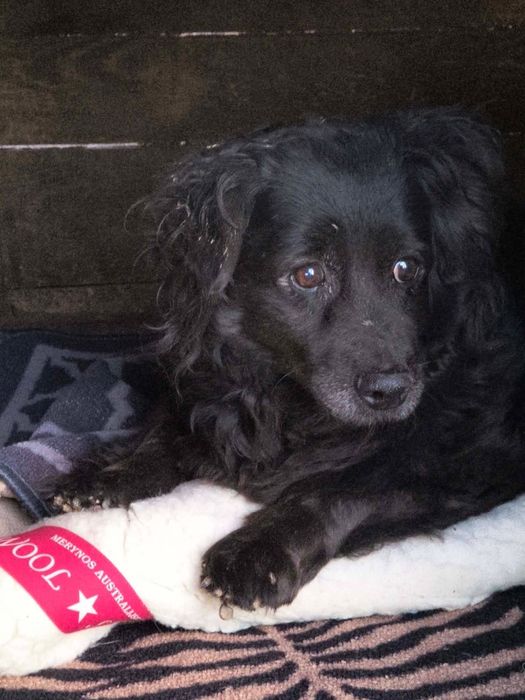 Suczka szuka domu w całej Polsce