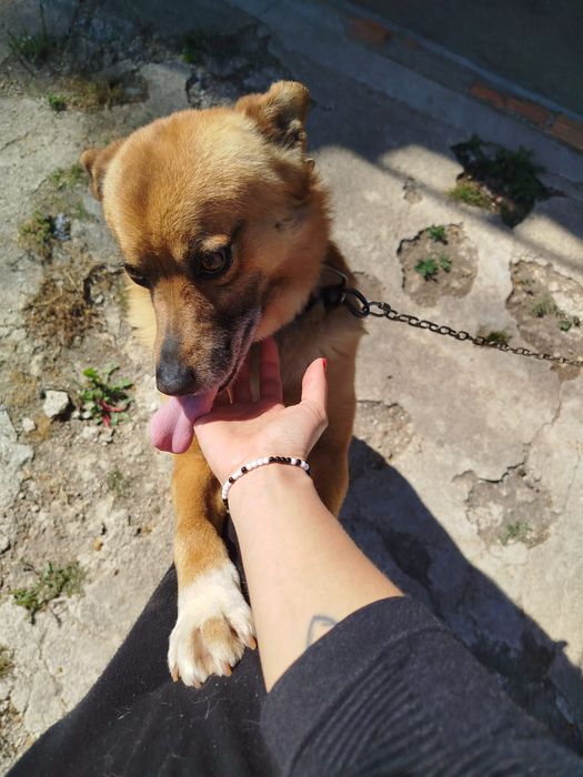 Cão meigo para adoção