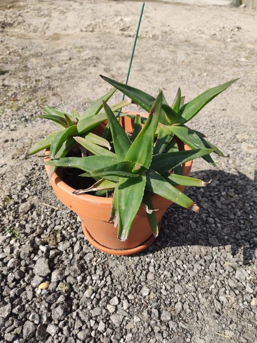 Climbing aloe Vera