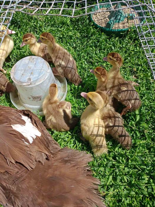 Продам качінят з качкою