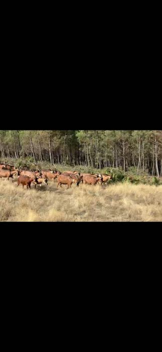 Cabras bravias registadas