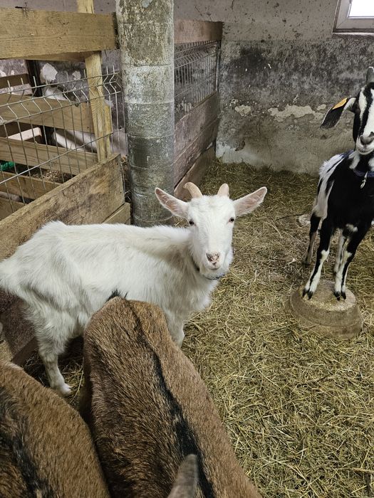 Sprzedam młode kózki