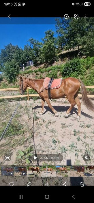 Cavalo cruzado castrado
