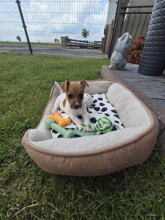 Jack Russell Terrier "Hugo"