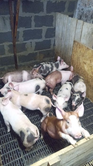 Поросята поросята