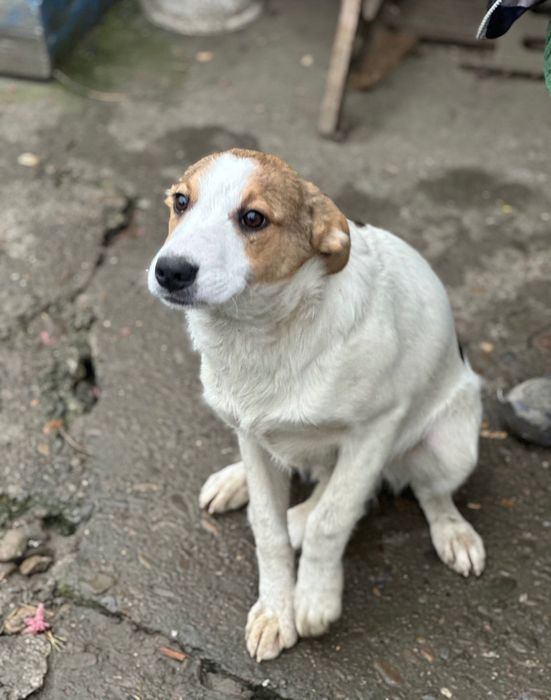 Собаки та ГРОШІ (певна сума на перший час)