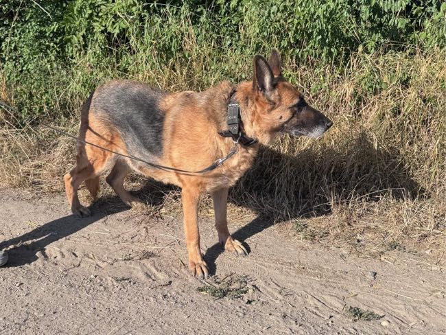Greta – seniorka owczarka szuka swojego człowieka