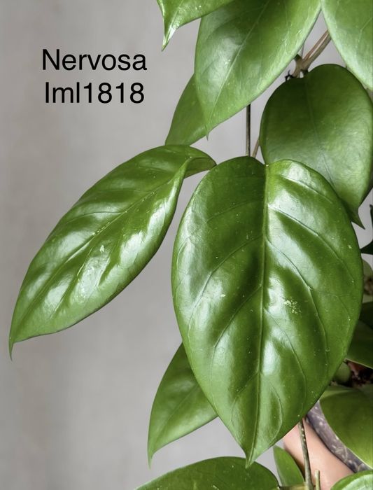 Хойя срезом sabah, benchaii seed 002, patella pink