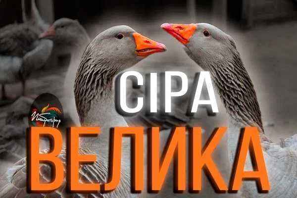 Інкубаційні яйця гусей породи Сіра Велика! (Інкубаторія UA)