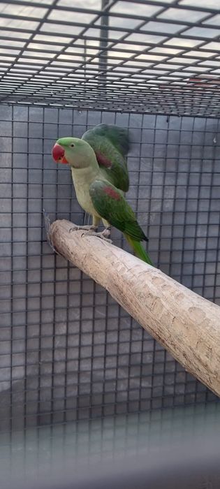 Venda de passaros - Grandes Alexandres