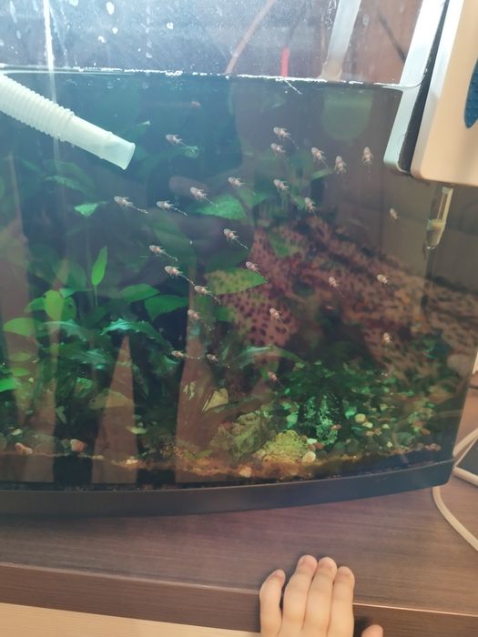 Анцитрус (мальок)