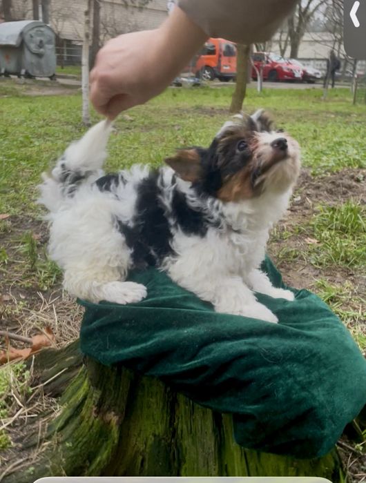 Стандарт дівульки  Бівер чистокровні метрика
